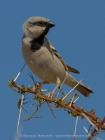 Vrabec stepný - Passer simplex - Desert Sparrow