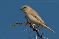 Vrabec stepný - Passer simplex - Desert Sparrow
