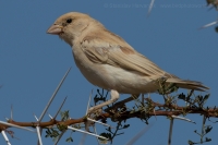 Vrabec stepný - Passer simplex - Desert Sparrow