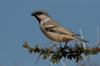 Vrabec stepný - Passer simplex - Desert Sparrow