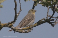 Strnádka sivastá - Emberiza cineracea - Cinereous Bunting 