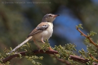 Penička pustatinná - Spiloptila clamans - Cricket Warbler