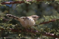 Penička pustatinná - Spiloptila clamans - Cricket Warbler