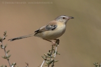 Penička pustatinná - Spiloptila clamans - Cricket Warbler