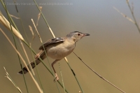 Penička pustatinná - Spiloptila clamans - Cricket Warbler