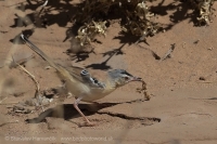 Penička pustatinná - Spiloptila clamans - Cricket Warbler
