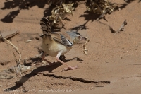 Penička pustatinná - Spiloptila clamans - Cricket Warbler