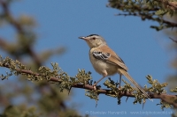 Penička pustatinná - Spiloptila clamans - Cricket Warbler