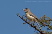 Penička pustatinná - Spiloptila clamans - Cricket Warbler