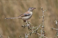 Penička pustatinná - Spiloptila clamans - Cricket Warbler