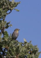 Strnádka sivastá - Emberiza cineracea - Cinereous Bunting