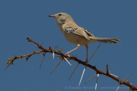 Penička pustatinná - Spiloptila clamans - Cricket Warbler