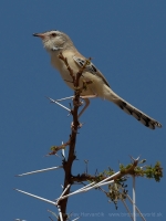 Penička pustatinná - Spiloptila clamans - Cricket Warbler