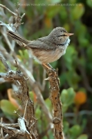 Tmavochvost mauritánsky - Scotocerca (inquieta) theresae - Scrub Warbler
