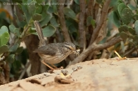 Tmavochvost mauritánsky - Scotocerca (inquieta) theresae - Scrub Warbler