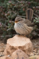Tmavochvost mauritánsky - Scotocerca (inquieta) theresae - Scrub Warbler