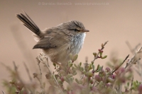 Tmavochvost mauritánsky - Scotocerca (inquieta) theresae - Scrub Warbler