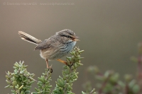 Tmavochvost mauritánsky - Scotocerca (inquieta) theresae - Scrub Warbler