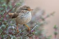Tmavochvost mauritánsky - Scotocerca (inquieta) theresae - Scrub Warbler