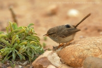 Tmavochvost mauritánsky - Scotocerca (inquieta) theresae - Scrub Warbler