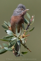 Penica atlaská - Sylvia deserticola - Tristram´s Warbler