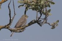 Strnádka sivastá - Emberiza cineracea - Cinereous Bunting