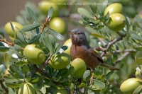 Penica atlaská - Sylvia deserticola - Tristram´s Warbler