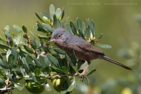 Penica atlaská - Sylvia deserticola - Tristram´s Warbler
