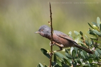 Penica atlaská - Sylvia deserticola - Tristram´s Warbler