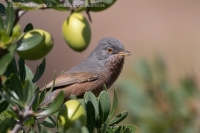 Penica atlaská - Sylvia deserticola - Tristram´s Warbler