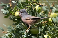 Penica atlaská - Sylvia deserticola - Tristram´s Warbler