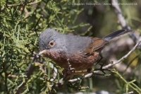 Penica atlaská - Sylvia deserticola - Tristram´s Warbler