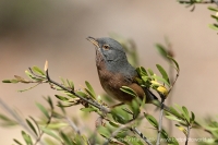 Penica atlaská - Sylvia deserticola - Tristram´s Warbler