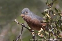 Penica atlaská - Sylvia deserticola - Tristram´s Warbler