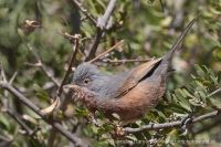 Penica atlaská - Sylvia deserticola - Tristram´s Warbler