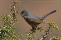 Penica atlaská - Sylvia deserticola - Tristram´s Warbler