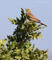 Strnádka sivastá - Emberiza cineracea - Cinereous Bunting