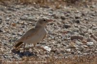 Škovránok saharský - Eremalauda dunni - Dunn´s Lark