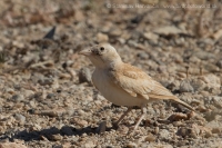 Škovránok saharský - Eremalauda dunni - Dunn´s Lark