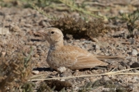 Škovránok saharský - Eremalauda dunni - Dunn´s Lark