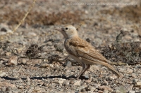 Škovránok saharský - Eremalauda dunni - Dunn´s Lark