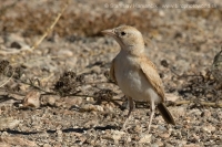 Škovránok saharský - Eremalauda dunni - Dunn´s Lark