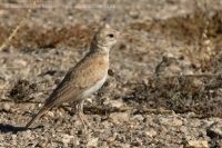 Škovránok saharský - Eremalauda dunni - Dunn´s Lark