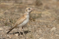 Škovránok saharský - Eremalauda dunni - Dunn´s Lark