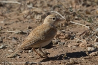 Škovránok saharský - Eremalauda dunni - Dunn´s Lark