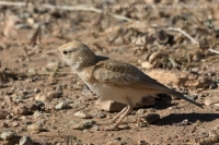 Škovránok saharský - Eremalauda dunni - Dunn´s Lark