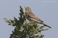 Strnádka sivastá - Emberiza cineracea - Cinereous Bunting