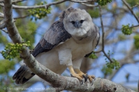 Harpya opičiarka - Harpia harpyja - Harpy Eagle