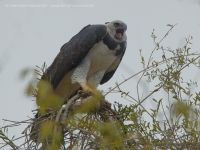 Harpya opičiarka - Harpia harpyja - Harpy Eagle