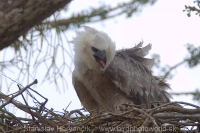 Harpya opičiarka - Harpia harpyja - Harpy Eagle